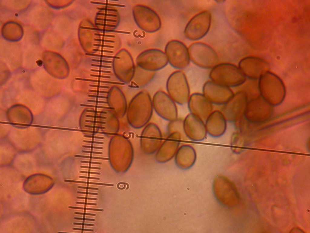 In un vaso di fiore... Quiz